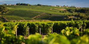 Les vignobles Chablis Irancy Saint-Bris-le-Vineux Les trésors de l'Yonne Héraclide logement séniors résidence sénior résidence senior Venoy Le Mag Différence Senior