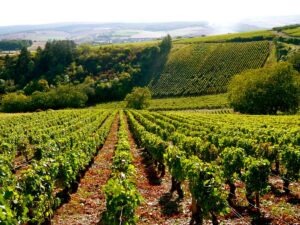 Les vignobles Chablis Irancy Saint-Bris-le-Vineux Les trésors de l'Yonne Héraclide logement séniors résidence sénior résidence senior Venoy Le Mag Différence Senior